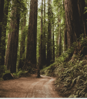 California’s climate disclosure laws: An overview of SB 253 & SB 261 (Updated September 2025)