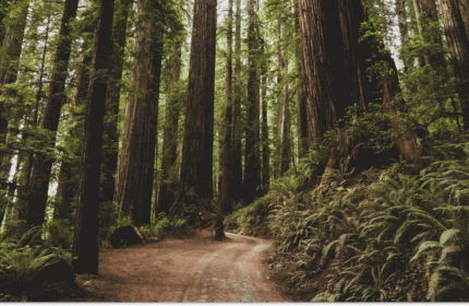 California’s climate disclosure laws: An overview of SB 253 & SB 261 (Updated September 2025)