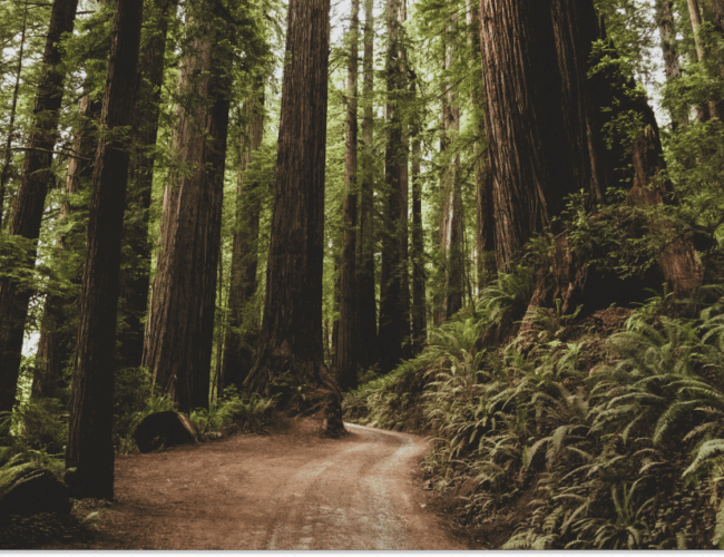 California’s climate disclosure laws: An overview of SB 253 & SB 261 (Updated September 2025)